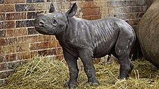 Sameek nosoroce dvourohého Magashi