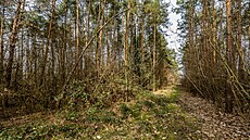 Lesopark pod svahem Rozárka na Novém Hradci