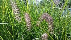 ilustra�ní snímek