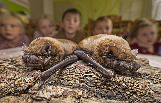 Na snímku jsou netopý�i rezaví.