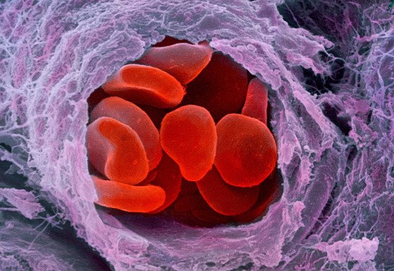 Ilustraní fotografie