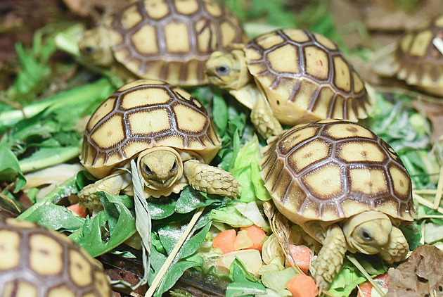 Ve zlínské zoo se vylíhlo 20 želviček, jsou o něco větší než padesátikoruna