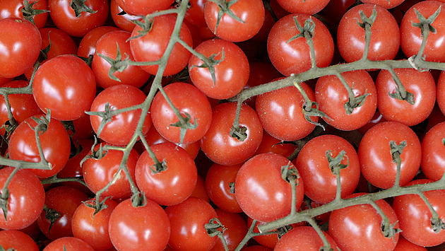 Česká rajčata mají spasit sousední trhy, zájem o ně je ve třech státech