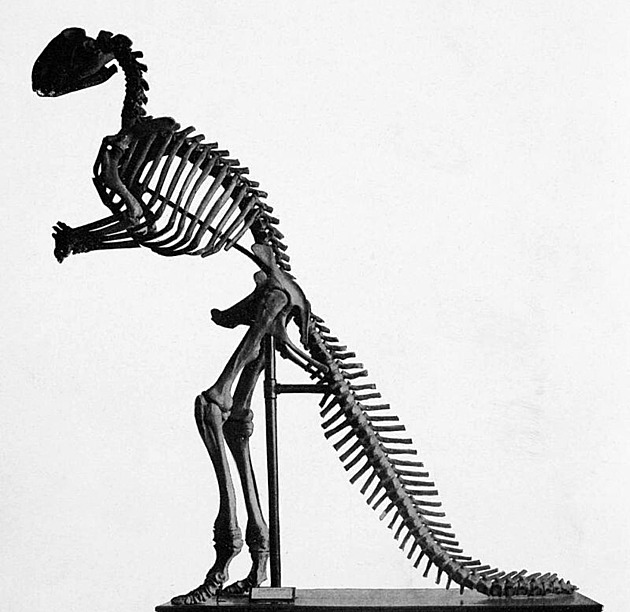 Jeho fosilie měl nálezce schované doma, dnes má dinosaurus svoji sochu
