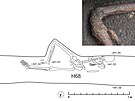 Zajímavá situace byla odkryta v hrob H68, ve kterém dle antropologického...