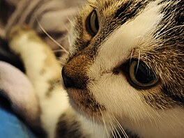 Fotografie pořízená smartphonem Xiaomi 13 Pro