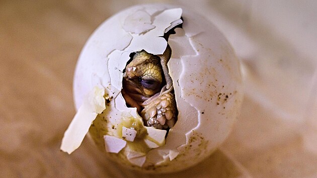 Ve zlínské zoo se vylíhla mláďata želvy ostruhaté. Vejce, která jsou podobná menšímu kulatému míčku, chovatelé ihned po snesení odebrali a umístili do líhně. (březen 2023)
