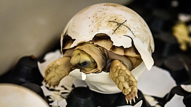 Čerstvě vylíhnuté mládě želvy ostruhaté váží 40 gramů, je samostatné a nepotřebuje péči rodičů. Rekordní počet zaznamenala zlínská zoo. (březen 2023)