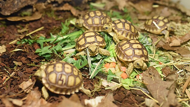Mláďata želvy ostruhaté jsou vitální a dobře prospívají. Po vstřebání žloutkového váčku jim chovatelé ve zlínské zoo podávají hlavně seno, listy salátů a najemno nakrájenou syrovou mrkev. (březen 2023)