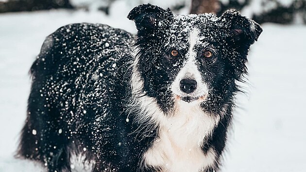 Fenka border kolie Dixie, kterou usmrtil myslivec na Opavsku.