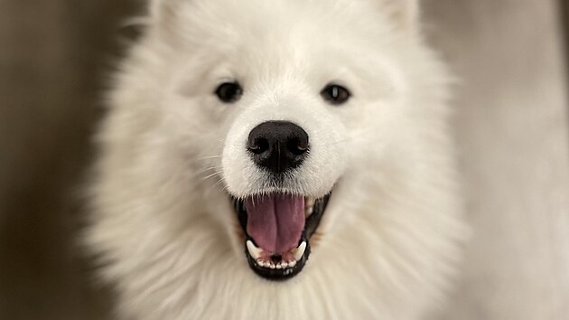Samojed Luna