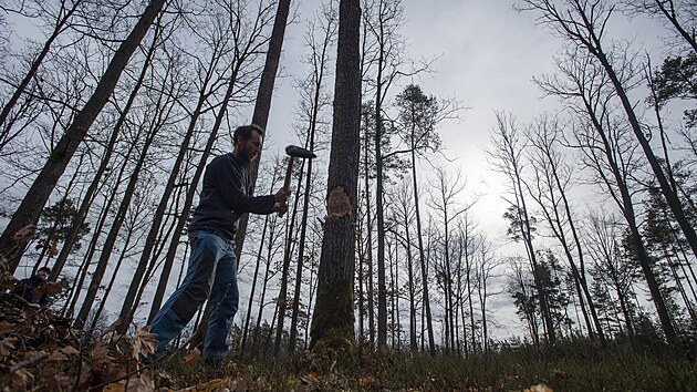 Experimentln archeologov z vestarskho archeoparku vyzkoueli kcen pomoc kamennch seker. (13. bezna 2023)