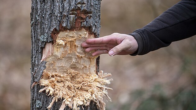 Experimentln archeologov z vestarskho archeoparku vyzkoueli kcen pomoc kamennch seker. (13. bezna 2023)