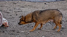 Volnovacha. Následky ostelování ve mst, které je pod kontrolou ruských...