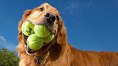 Konkurence wimbledonským sb�ra��m mí�k�. Finley, �estiletý zlatý retrívr z...