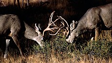 Jelena ka�dý pozná. Ale jak se jmenuje jeho partnerka?