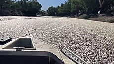 Australskou řeku Darling ucpaly miliony mrtvých ryb. (18. března 2023)