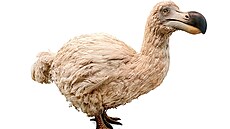 Vyhynulý pták Dodo, symbol ostrova Mauricius. Nejd�íve mu lidé dali potupné...