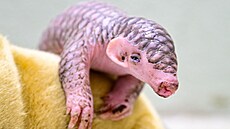 Vá�ení mlád�te luskouna krátkoocasého, Zoologická zahrada hl. m�sta Prahy. Jde...