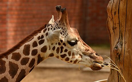 V liberecké zoo uhynula samice irafy Rothschildovy.