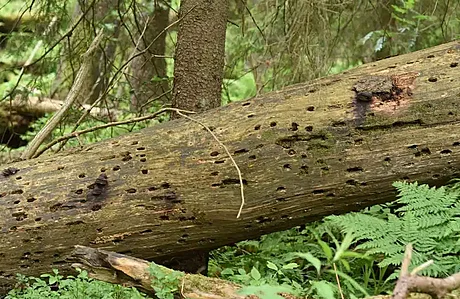 Ohovce rezavohndého vdci objevili v Boubínském pralese po dlouhých 25 letech...