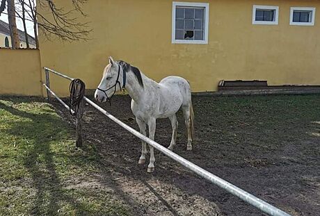 K se svému majiteli zabhl pes státní hranici do Rakouska.