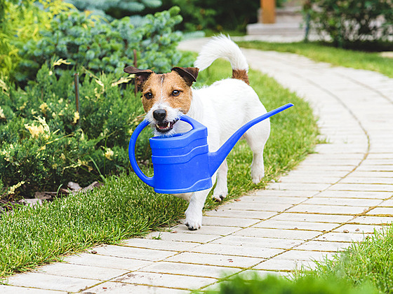 I vá domácí mazlíek ví, e je zalévání zahrady vodou z hadice zbyten drahé.