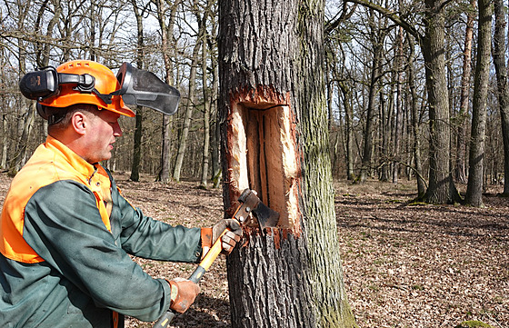 Správci národního parku Podyjí nařezali asi dvacítku stromů, aby pomohli k...