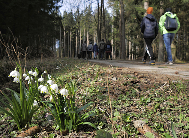 Loučení se zimou má v Ransku podobu bílých koberců z bledulí jarních