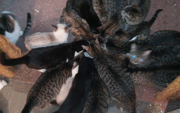 V bytě plném výkalů žilo 23 koček, za množírnu hrozí milionová pokuta