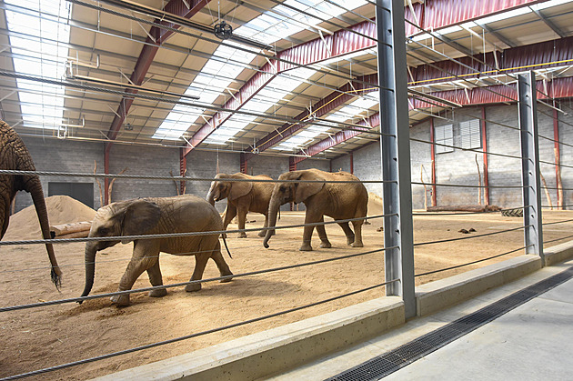 Trojici slonic přivezli do Zlína před 20 lety, jsou chloubou zahrady