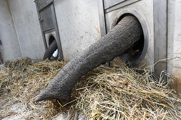 Sloni se přesunuli do nového, velkého pavilonu, brzy přibude samec Jack