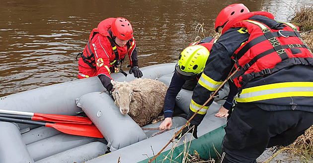 Hasiči v Trutnově dostali ovci z nepřístupného terénu řeky Úpy pomocí člunu.