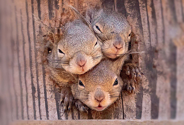 OBRAZEM: Fotografování zvířat může přinést zábavné a směšné momenty