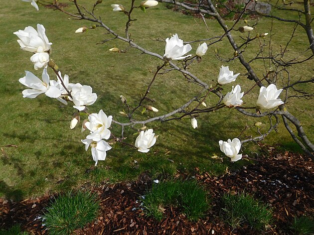 <p>V parčíku před OC Černý Most rozkvetly magnolie.</p>