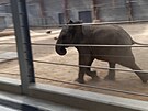 Ve zlnsk zoo pedstavili nov chovatelsk zzem pro slony