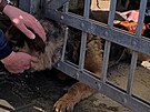 Pes se zasekl v plotu. Na pomoc museli p�ijet hasi�i