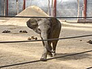 Mlad sameek Zyqarri, kter byl prvnm mldtem slona africkho narozenm v...