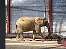 Mlad sameek Zyqarri, kter byl prvnm mldtem slona africkho narozenm v...