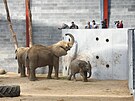Slonm ve zlnsk zoo zaal slouit nov pavilon v oblasti Karibuni vnovan...