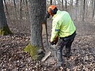 Sprvci nrodnho parku Podyj naezali asi dvactku strom, aby pomohli k...