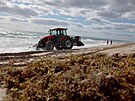 Ve Fort Lauderdale na Florid odhrnuje traktor chaluhy, které byly vyplaveny na...