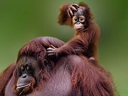 Miminko orangutana bylo zachyceno, jak pedvádí neuvitelné výrazy, zatímco...