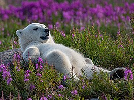V kanadské Manitob se objevily úasné zábry ledních medvd, kteí si uívají...