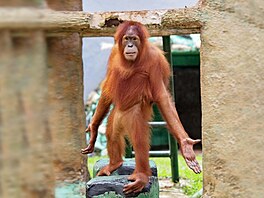Tento orangutan byl zachycen, jak pedvádí své ladné tanení pohyby v parku...