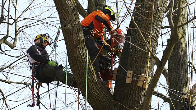 Arborist� se dva dny v�novali v�ce ne� 400 let star� l�p� malolist�, kter� je pova�ovan� za nejstar�� strom na �zem� ���ru nad S�zavou.