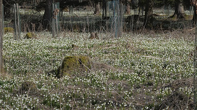 Ač bledule nyní na Ransku dominují, pozorní návštěvníci oblasti tam mohou zaznamenat i další jarní rostliny.