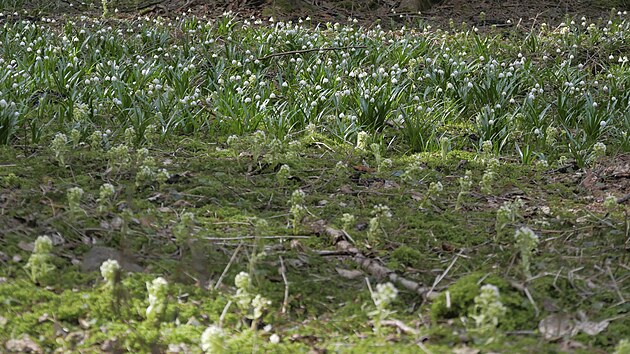 Ač bledule nyní na Ransku dominují, pozorní návštěvníci oblasti tam mohou zaznamenat i další jarní rostliny.