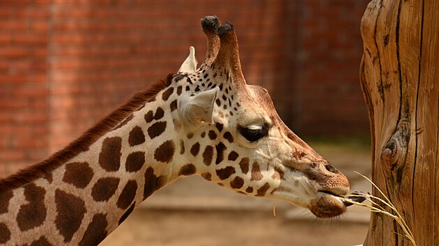 V liberecké zoo uhynula samice žirafy Rothschildovy.