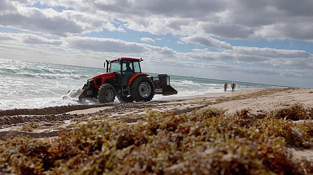 Ve Fort Lauderdale na Floridě odhrnuje traktor chaluhy, které byly vyplaveny na břeh. (16. března 2023)